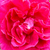 Różowy  - Róża wielkokwiatowa - Hybrid Tea - General MacArthur